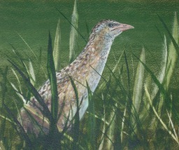 Corncrake