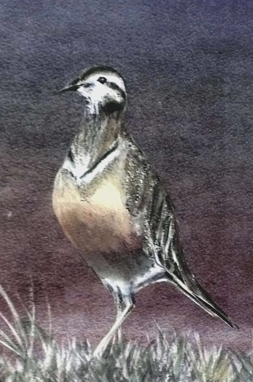 Dotterel