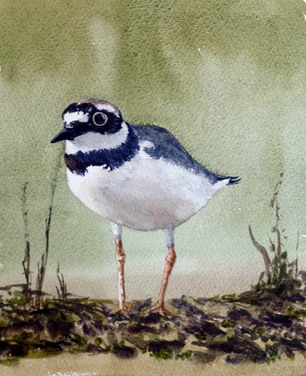 Ringed Plover NJS