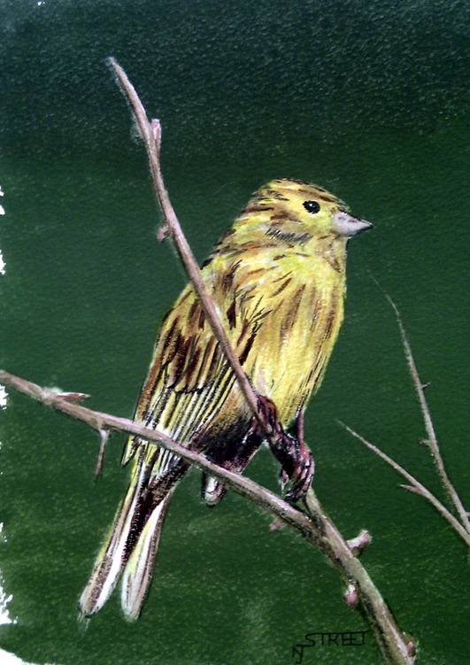 Siskin