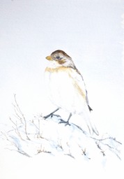 SnowBunting#3